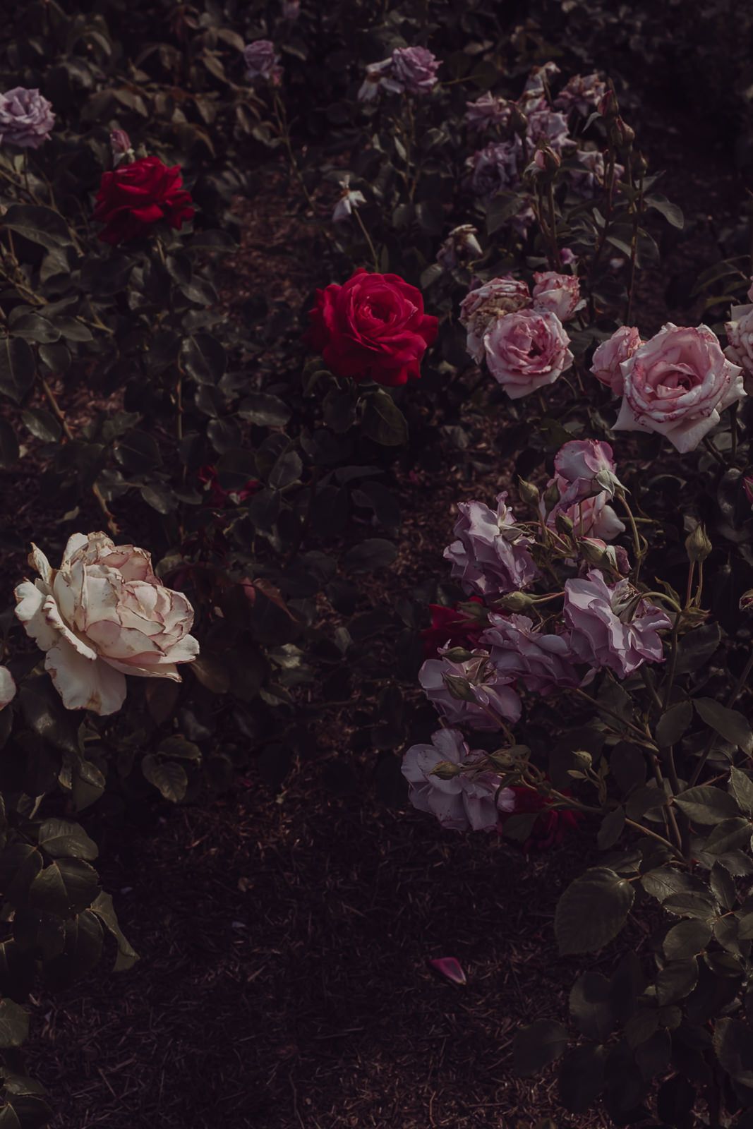 Cinematic Cotswolds Elopement